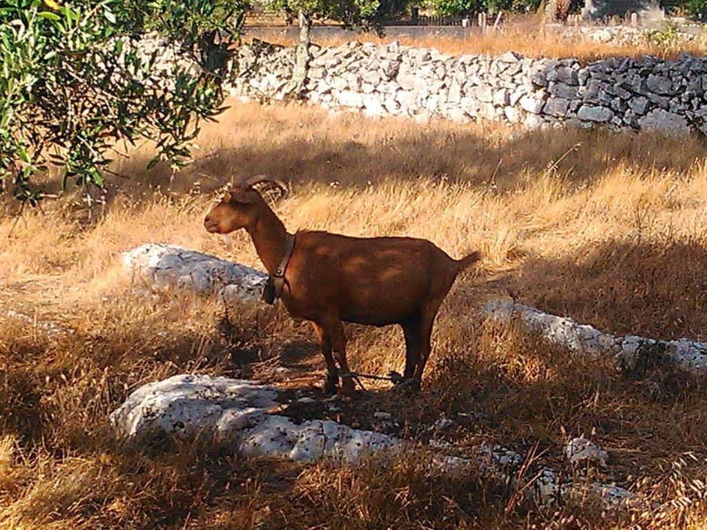 Retiro Da Avo Lidia - Turismo Rural Mendiga ภายนอก รูปภาพ